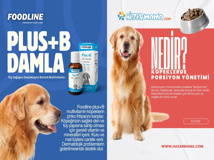 Food-line ve Hazar Mama sosyal medya tasarımları