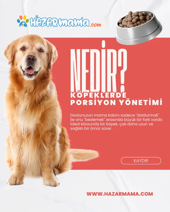 Hazar Mama sosyal medya tasarımı